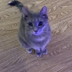 Family Pet Clinic of Bayport - my cat Angel after 4 days of treatment