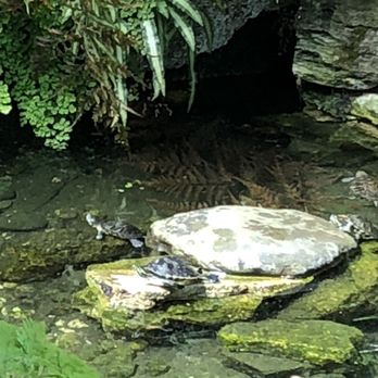 Lincoln Park Conservatory - Turtles!!! - Parks Near Me - Chicago, Illinois Lincoln Park Conservatory - Turtles!!! - Parks Near Me - Chicago, Illinois