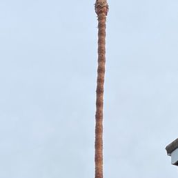 Skinned Palm Tree blowing in the wind