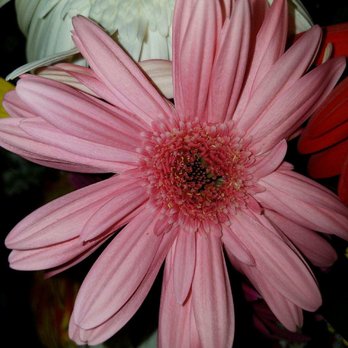 Oma's Garden Flower Shop - Lovely gerbera color variant! - Florists Near Me - Coral Springs, Florida Oma's Garden Flower Shop - Lovely gerbera color variant! - Florists Near Me - Coral Springs, Florida