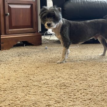 La De' Paws - My sweet baby practically hairless, shaved ears - Pet Groomers Near Me - St George, Utah