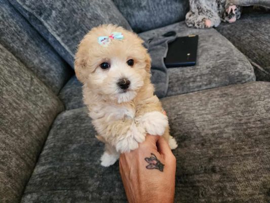 PUPPY $_57.JPG?set_id=880000500F