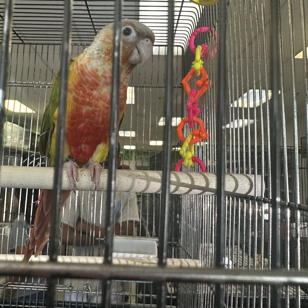 High Red Pineapple Greencheek conure High Red Pineapple Greencheek conure