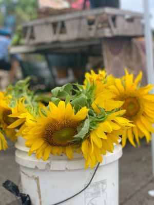 Viejo San Juan Farmers Market by null