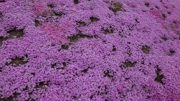 Higashimokoto Shibazakura Park by null