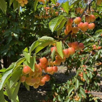 Diablo Cherries - Pick Your Own Farms Near Me - Brentwood, California