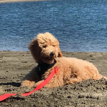 USDoodles - Pet Breeders Near Me