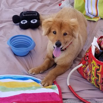 Dynamite Dog Training - Pet Training Near Me - Deerfield Beach, Florida