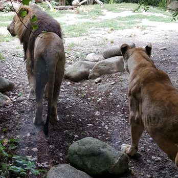 Zoo Basel - Lions! Rawr! - Zoos Near Me - Basle, BS