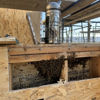 Bee Removal Pros - Pest Control Near Me - Murrieta, California Bee Removal Pros - Pest Control Near Me - Murrieta, California