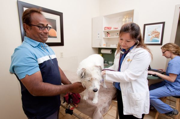 markham veterinary clinic