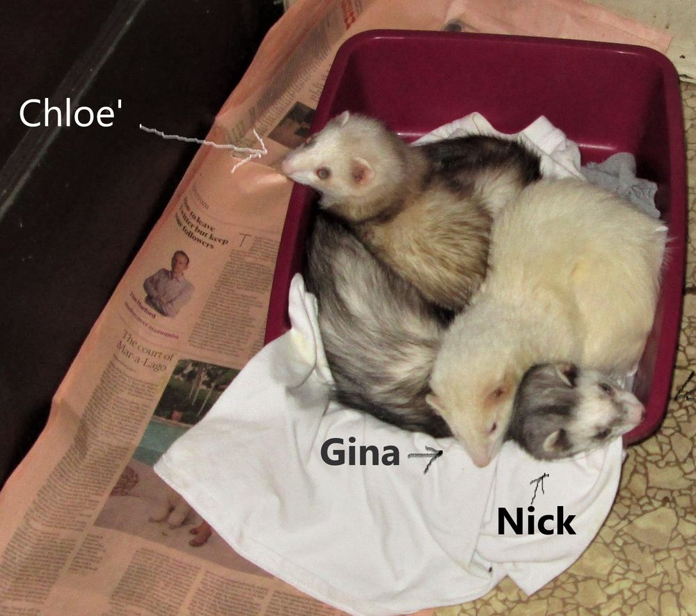 PERFORMANCE FOODS/TOTALLY FERRET Updated July 2024 575 Burbank