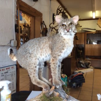 1. Martinez Brothers Taxidermist