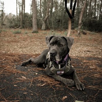 DarkHorse Dog Training - Pet Training Near Me