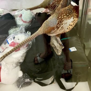 Savers - Will always regret not snatching up this epic stuffed pheasant - Thrift Stores Near Me - Midvale, Utah Savers - Will always regret not snatching up this epic stuffed pheasant - Thrift Stores Near Me - Midvale, Utah
