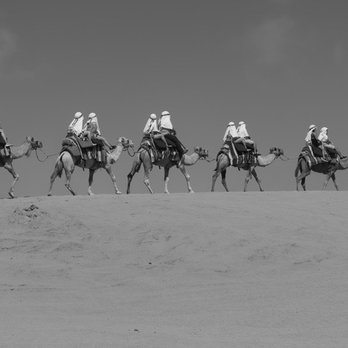 Cactus Tours - Tours Near Me - Cabo San Lucas, BCS