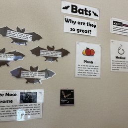 Info about Bats