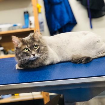 Ernesto's Mobile Pet Grooming - I'm so pretty again with my Lion cut - Pet Groomers Near Me Ernesto's Mobile Pet Grooming - I'm so pretty again with my Lion cut - Pet Groomers Near Me