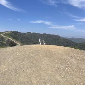 Mandeville Canyon Fire Road - Mid-April 2023 hike. - Parks Near Me - Los Angeles, California Mandeville Canyon Fire Road - Mid-April 2023 hike. - Parks Near Me - Los Angeles, California