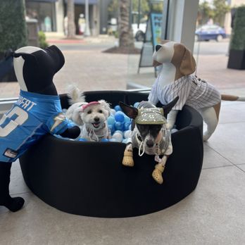 Puptqe - Pet Stores Near Me - Temecula, California