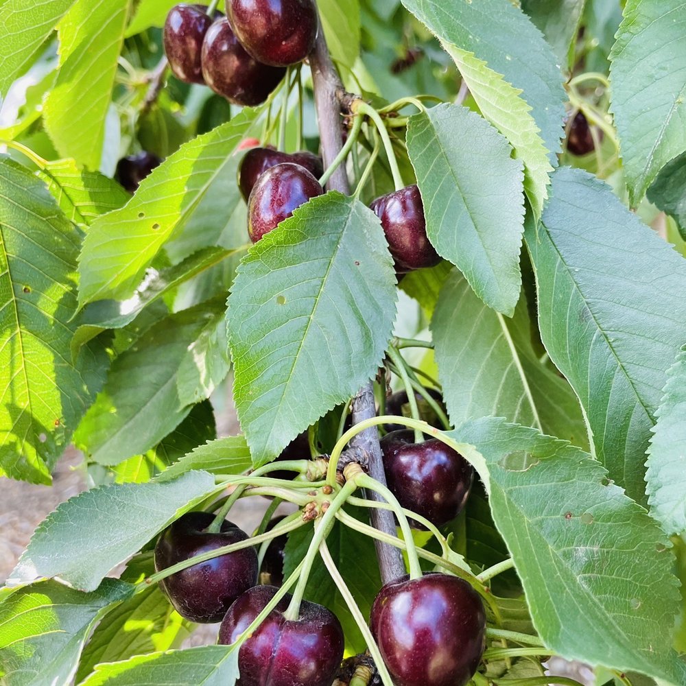 Freitas Cherry Ranch - Pick Your Own Farms Near Me - Brentwood, California Freitas Cherry Ranch - Pick Your Own Farms Near Me - Brentwood, California