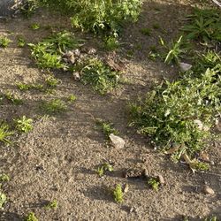 Shaded Haven RV Park - ......poop