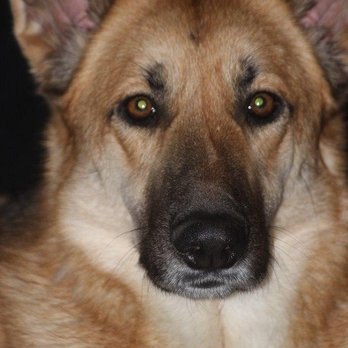 Browning Haus German Shepherds - Pet Breeders Near Me - Gaylord, Michigan Browning Haus German Shepherds - Pet Breeders Near Me - Gaylord, Michigan
