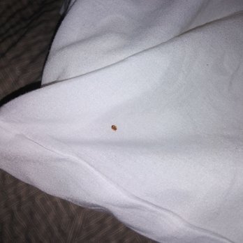 Studio Inn - Bed bugs all over and inside pillow - Hotels Near Me - Van Nuys, California Studio Inn - Bed bugs all over and inside pillow - Hotels Near Me - Van Nuys, California