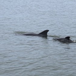 Sea & Mist Sea Tours