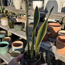 Oakdale Greenhouses