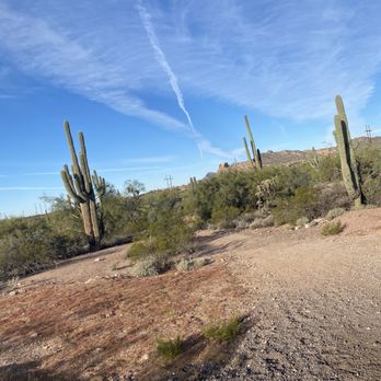 Apache Trail Tours - Picture perfect Sonoran Desert taken from tour vehicle. - Tours Near Me - Apache Junction, Arizona