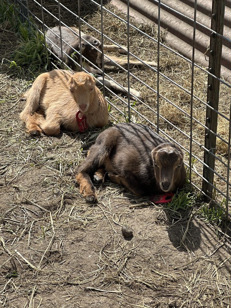 STEPLADDER RANCH & CREAMERY Updated June 2024 169 Photos & 84