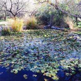 Pond for native fishes.
