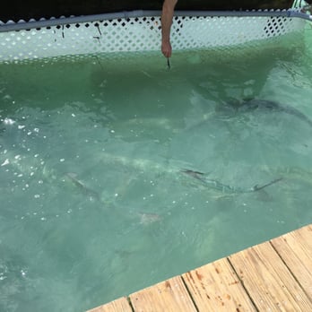 Tarpon Feeding - They are not stuck in this area- I believe the siding is to discourage the Pelicans from swimming in the area - Local Flavor Near Me - Islamorada, Florida