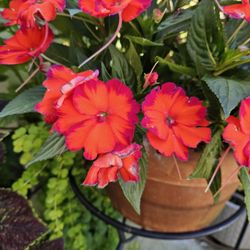 Country Gardens Garden Center - New guinea impatient with pink ruffled edge