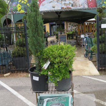 Round Rock Garden Center - We bought a nice fir tree & also a dwarf holly plant. We appreciated the help from the knowledgeable employees... - Nurseries & Gardening Near Me - Round Rock, Texas Round Rock Garden Center - We bought a nice fir tree & also a dwarf holly plant. We appreciated the help from the knowledgeable employees... - Nurseries & Gardening Near Me - Round Rock, Texas