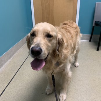 Pet+E.R - Uncomfortable boy waiting for his X-ray - Emergency Pet Hospital Near Me - Cockeysville, Maryland