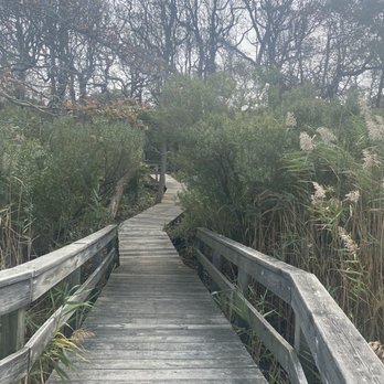 Sunken Forest - Cool paths - Parks Near Me - Sayville, New York