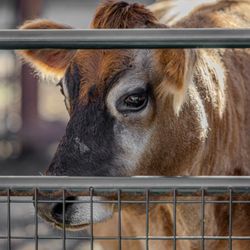 Deer Hollow Farm - Deer Hollow Farm