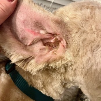 Serenity Pet Spa - Right ear a few hours after appointment - Pet Groomers Near Me - Madison, Wisconsin