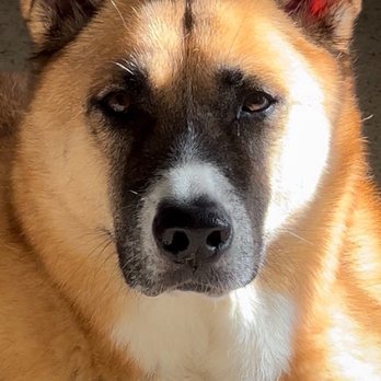 The Doggy Detail - JAX LONDON - Pet Groomers Near Me - Lake Forest, California