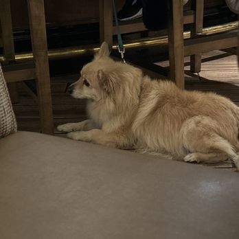 Hyatt Regency Valencia - This pup sat quietly under his owner at the bar - Hotels Near Me - Valencia, California