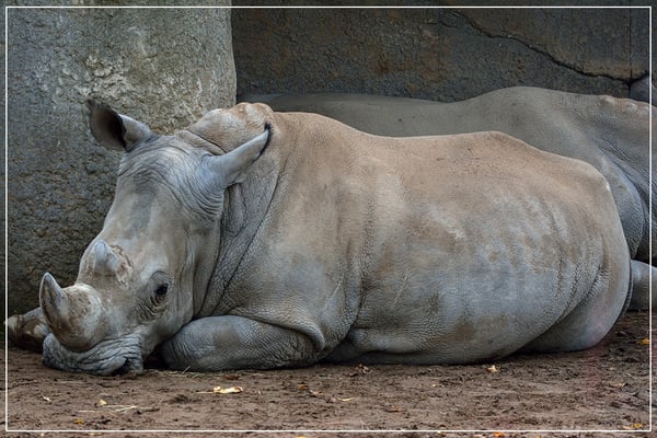 Parc zoologique de Paris by null