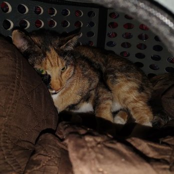 Cottage Pet Hospital - Veterinarians Near Me - Anaheim, California Cottage Pet Hospital - Veterinarians Near Me - Anaheim, California