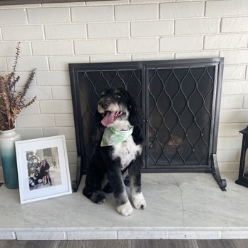 Colonies Pet Grooming - Pet Groomers Near Me - Upland, California Colonies Pet Grooming - Pet Groomers Near Me - Upland, California