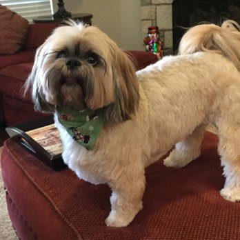 Wagz & Wigglez Grooming - Macey in her Christmas do !!! Thanks Mariah !!!! - Pet Groomers Near Me - Broken Arrow, Oklahoma Wagz & Wigglez Grooming - Macey in her Christmas do !!! Thanks Mariah !!!! - Pet Groomers Near Me - Broken Arrow, Oklahoma