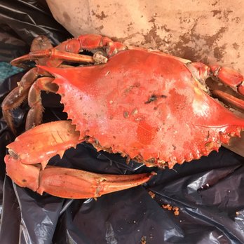 Darla's Seafood - Large male crab steamed - Seafood Near Me - Portsmouth, Virginia