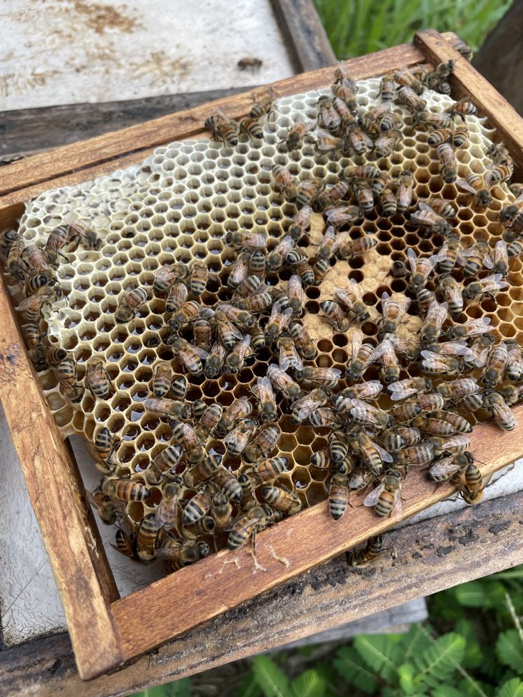 Desoto Bee - beekeeping in Evergreen, LA