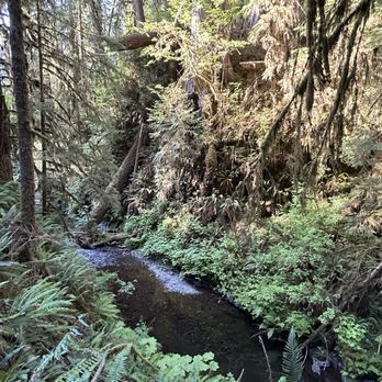 Quinault Rain Forest - Willaby Creek - Parks Near Me - Amanda Park, Washington Quinault Rain Forest - Willaby Creek - Parks Near Me - Amanda Park, Washington