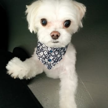 Tesslan Dog Spa - Gucci, one of Tesses "top dogs" - Pet Groomers Near Me - Bellevue, Washington